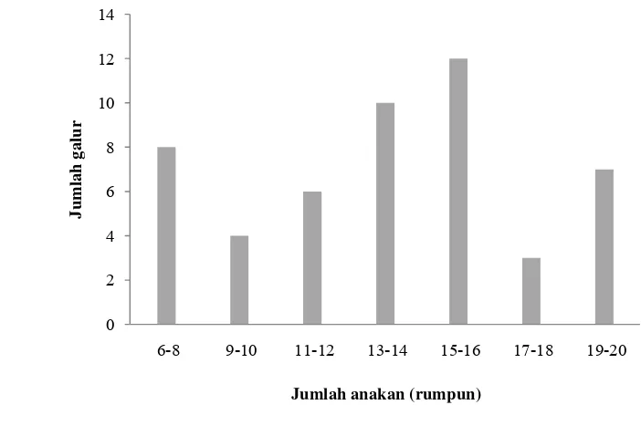 Gambar 6Distribusi karakter jumlah anakan pada populasi padi RIL F7 hasil persilangan IR64 X Hawara Bunar