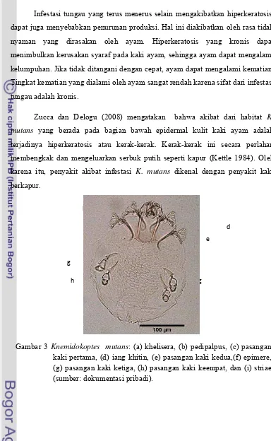 Gambar 3 Knemidokoptes  mutans: (a) khelisera, (b) pedipalpus, (c) pasangan  