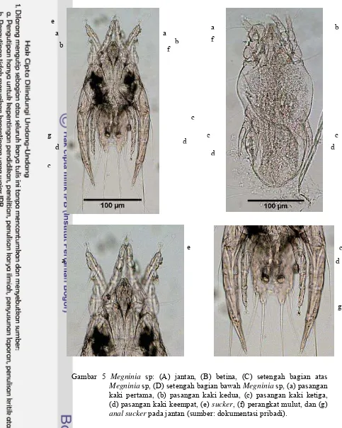 Gambar 5  Megninia sp: (A) jantan, (B) betina, (C) setengah bagian atas 