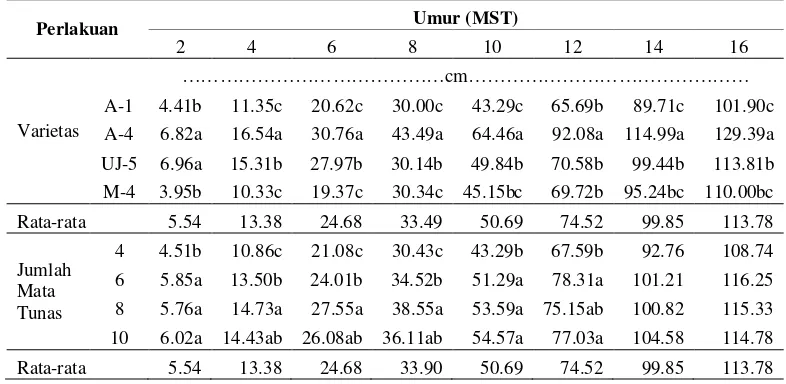 Table 8. Pengaruh Varietas dan Jumlah Mata Tuas  Stek terhadap Tinggi Batang Tanaman Ubi Kayu (Manihot esculenta Crantz.) 