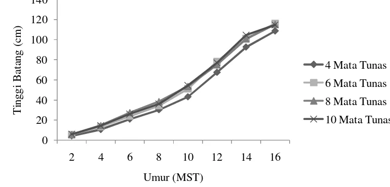 Gambar  4. Hubungan Jumlah Mata Tunas per Stek dengan Tinggi Batang Ubi Kayu (Manihot esculenta Crantz.) saat 12 MST 