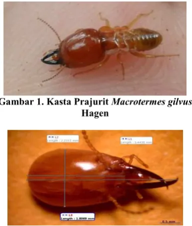 Gambar 1. Kasta Prajurit  Macrotermes gilvus 