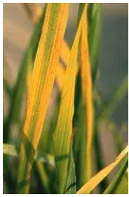 Gambar 1     Gejala serangan virus tungro pada daun tanaman padi. Warna daun      