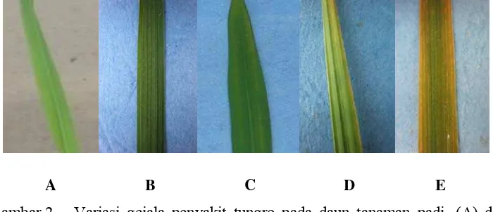 Gambar 2 Variasi gejala penyakit tungro pada daun tanaman padi. (A) daun 