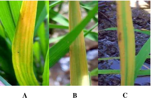 Gambar 4 Variasi gejala penyakit tungro pada daun tanaman padi di lahan Situ Gede. (A) strip kuning (IR64), (B) strip kuning-oranye (IR64),          (C) strip kuning-oranye (Santana)
