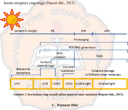 Gambar 2. Kerusakan yang terjadi akibat paparan sinar matahari (Dupont dkk., 2013).  
