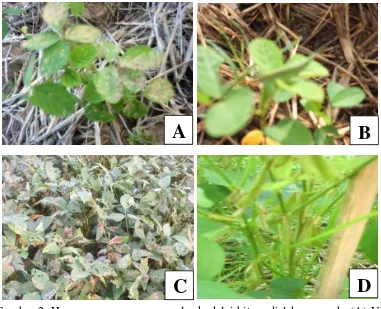 Gambar 2. Hama yang menyerang galur kedelai hitam di lahan sawah: (A) Ulat 