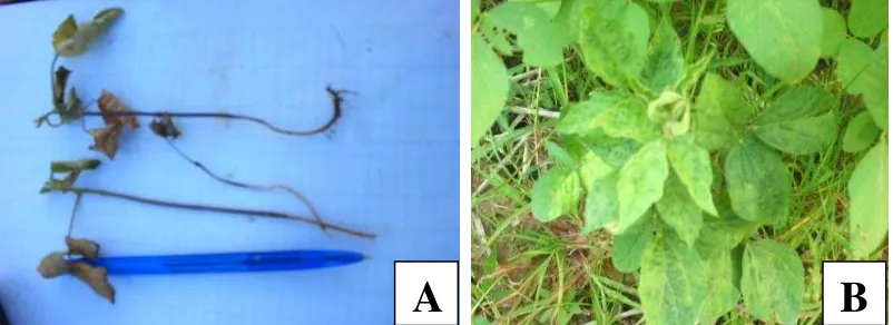 Gambar 3. Penyakit yang menyerang galur kedelai hitam di lahan sawah: (A) Hawar Batang (Sclerotium rolfsii); (B) Penyakit virus  mosaic (SMV)  
