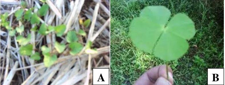 Gambar 4. Gulma pada galur kedelai hitam di lahan sawah : (A) Kaceprek (Passiflora foetida L.); (B) Semanggi (Marsilea crenata)  