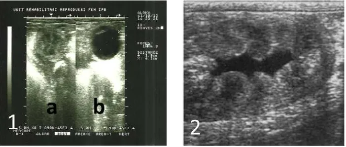 Gambar 5 Hasil pengamatan USG terhadap uterus dan ovari: 1.a) Cornua uteri yang berisi lendir berahi, 1.b)  Folikel dominan, berdiameter 4,1 cm, 2) Area anechoic (berwarna hitam) menunjukkan keberadaan lendir berahi.   