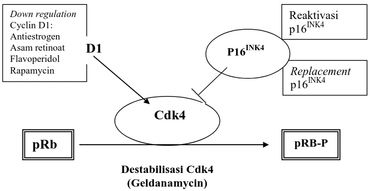 Gambar 1. Strategi menurunkan level cdk4 yang memodulasi progresi cell 