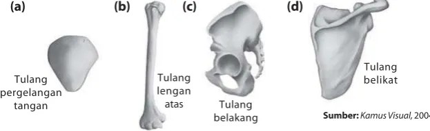 Gambar 3.1TulangTulang