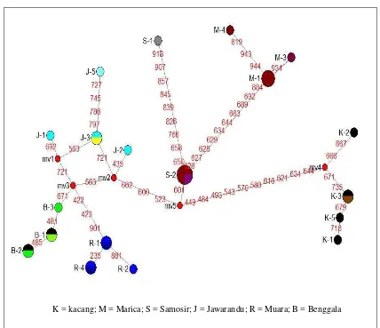 Gambar 4. Median joining network dari 19 haplotipe nukleotida daerah D-loop DNA mitokondria pada 6 kambing lokal Indonesia 
