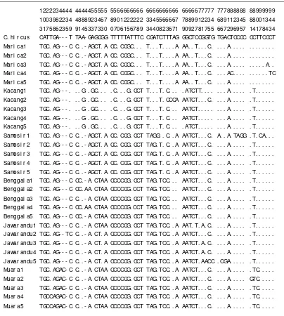 Tabel 1. Jumlah haplotipe berdasarkan nukleotida D-loop mtDNA setiap jenis kambing lokal Indonesia yang diamati 