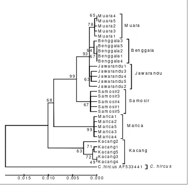 Gambar 2.  Dendogram pohon Neighbor Joining nukleotida daerah d-loop parsial (957 nt) pada enam subpopulasi kambing lokal Indonesia (bootstrap 1000 ulangan) 