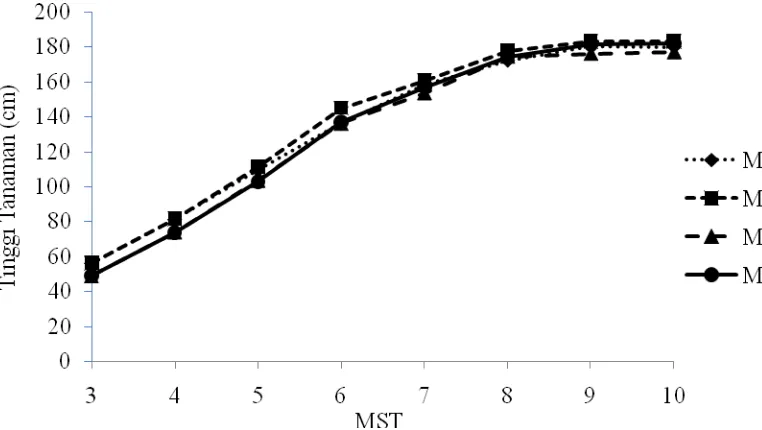 Gambar 2. Grafik tinggi tanaman 3 - 10 MST pada perlakuan mulsa 