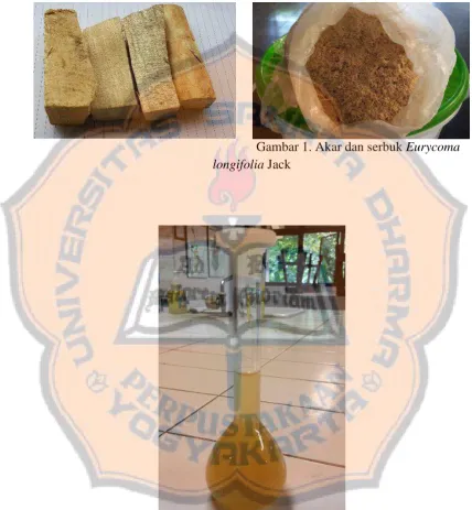 Gambar 1. Akar dan serbuk Eurycoma Jack 