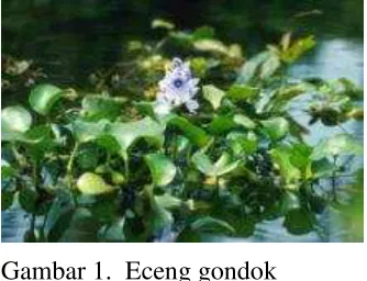 Gambar 1.  Eceng gondok  