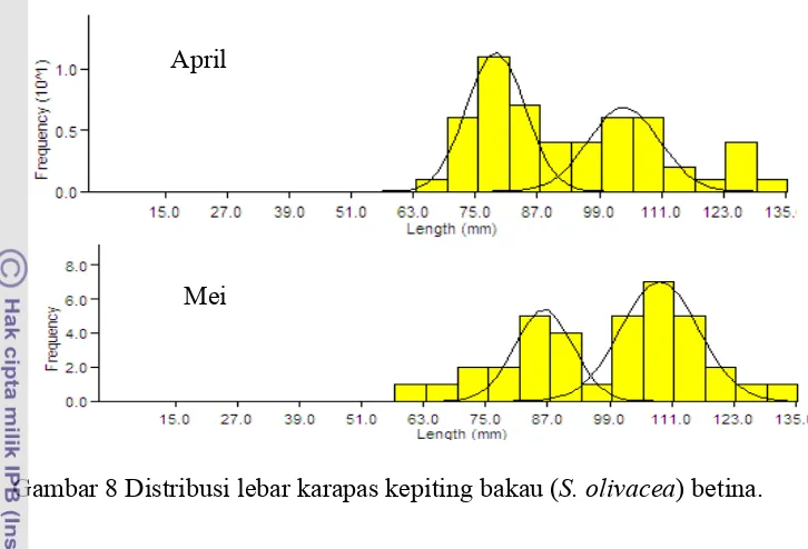Gambar 8 Distribusi lebar karapas kepiting bakau (S. olivacea) betina.