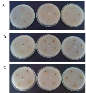 Gambar 12. Aktivitas antimikroba terhadap Candida albicans pada tingkat konsentrasi ekstrak 1% (A),  2% (B), dan 3% (C) 