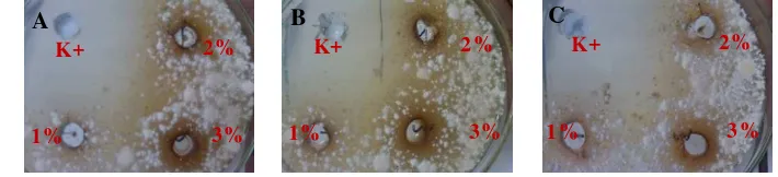 Gambar 13. Hasil uji aktivitas antimikroba ekstrak kasar maserasi ulangan I (A), ulangan II (B), dan ulangan III (C) terhadap Microsporum gypseum 