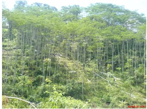 Gambar 2  Kondisi hutan rakyat di Desa Mekarjaya. 