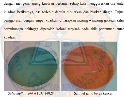 Gambar 3. Hasil uji isolasi Salmonella spp pada jamu beras kencur dalam media Hektoen Enteric Agar (HEA) 