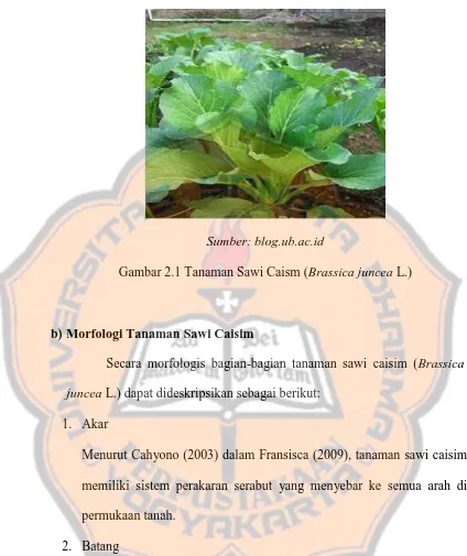 Gambar 2.1 Tanaman Sawi Caism (Brassica juncea L.) 