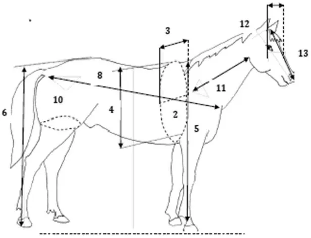 Gambar 7  Sketsa ukuran tubuh kuda (Hawcroft 1983; Owen 2003) 