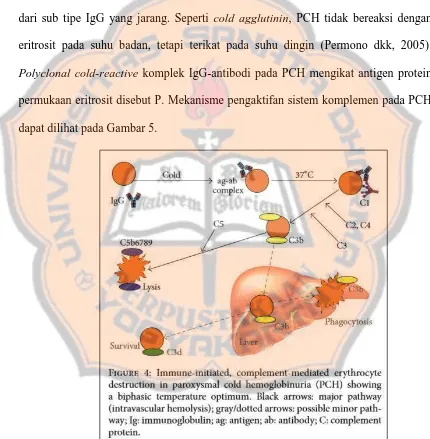 Gambar 5. Mekanisme Penghancuran Eritrosit pada  Paroxysmal Cold Hemoglobinuria (PCH) (Berentsenet al, 2015)  