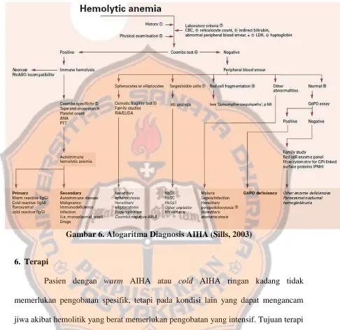 Gambar 6. Alogaritma Diagnosis AIHA (Sills, 2003) 
