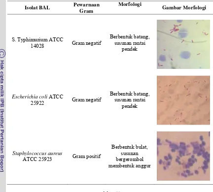 Tabel 2. Karakteristik Morfologi Bakteri uji 