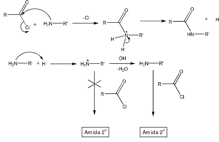 Gambar 17 Skema pembentukan amida berdasarkan reaksi Schotten-