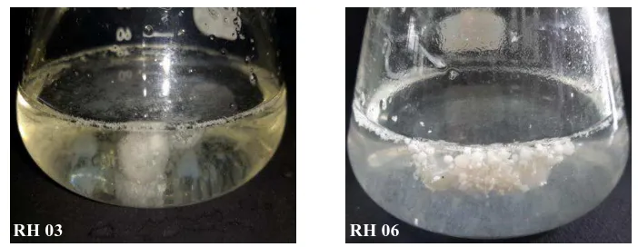 Gambar 3. Isolat Jamur Potensial Pendegradasi LDPE. (a) Isolat RH03.              (b) Isolat RH06