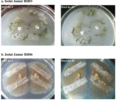 Gambar 6. Visualisasi koloni jamur yang tumbuh dan melekat di lembaran  LDPE pada uji biodegradasi hari ke-1 dan hari ke-45  
