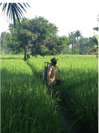 Gambar 1. Petani sedang menyemprot pestisida nabati pada tanaman padi varietas ciherang dengan  tinggi tanaman 90 cm