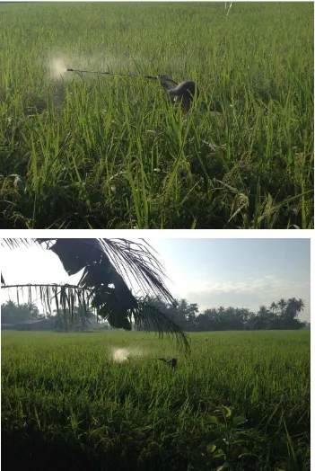 Gambar 2. Petani sedang menyemprot pestisida nabati pada tanaman padi varietas cintanur dengan tinggi tanaman 125 cm