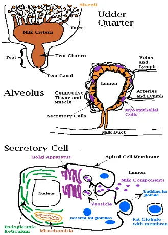 Gambar 32. Alveolus  yang diperbesar 