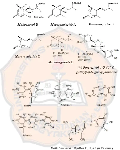 Gambar 3. Struktur senyawa dari daun Macaranga tanarius2006; Matsunami memiliki aktivitas terhadap penangkapan radikal bebas DPPH (Matsunami  L
