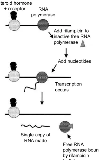 Fig. 1.34. Experiment to illustrate that steroidhormone receptor binding increases RNApolymerase initiation sites in target genes.