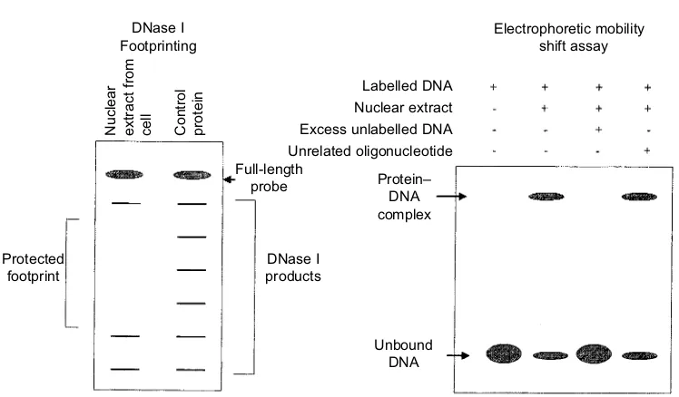 Fig. 1.36. DNase footprinting and electrophoretic mobility shift assays.