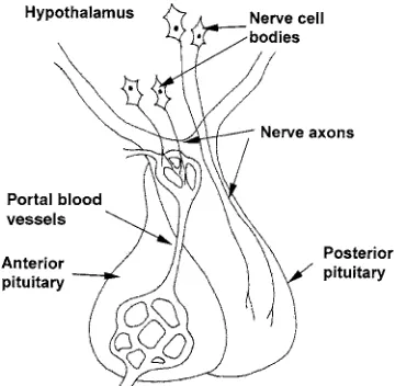 Fig. 1.37. Organization of the pituitary and hypo-thalamus.
