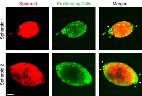 Figure 3. Cancer cell proliferation (green) in tumor spheroids (red) is suppressed in the direction of higher mechanical stress (i.e., inthe direction of the minor axis of oblate spheroids)
