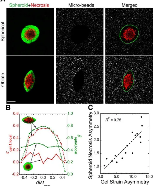 Figure 5. Mechanical stress distribution correlates strongly with the distribution of cell death in tumor spheroids