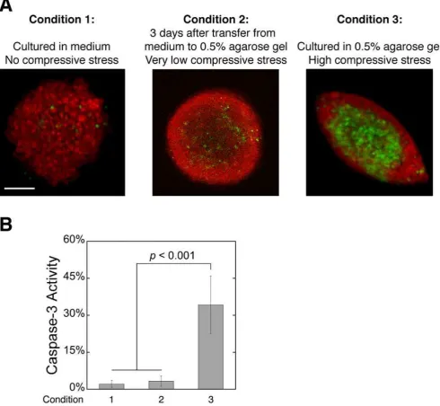 Figure 6. Agarose gel toxicity or limitations of nutrients, growth factors and oxygen is not responsible for the apoptosis observedin spheroids under high levels of compressive stress.(Condition 1), transferred to 0.5% agarose gel for 3 days after reaching