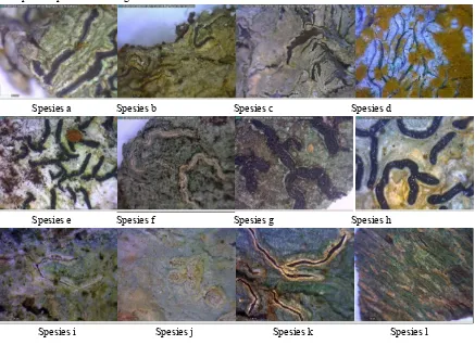 Gambar 1. Foto Morfologi Lichen 