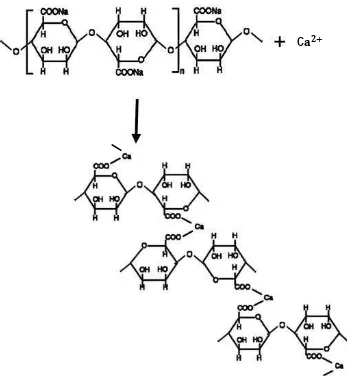 Gambar 3. Reaksi Natrium Alginat dengan Ca�+