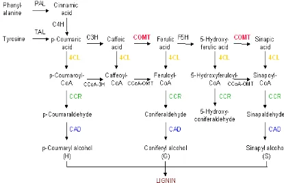 Gambar 5. Jalur biosintesis prekursor monolignol lignin. 4CL, 4-coumarate  CoA ligase; C3H, p-coumarate 3-hydroxylase; C4H, cinnamate 4-hydroxylase,; CAD, cinnamyl alcohol dehydrogenase; CCoAOMT, caffeoyl CoA O-methyltransferase; CCR, cinnamoyl CoA reducta