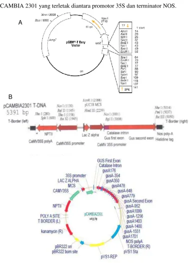 Gambar 15. Peta situs restriksi PGEM®-T Easy (A) dan  pCAMBIA 2301(B). 
