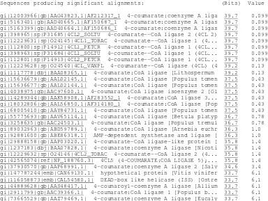 Gambar  19.  Hasil analisis BLAST P sekuen  asam amino yang dideduksi dari produk RT-PCR sengon